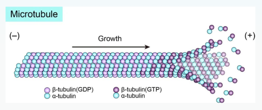 Science重磅：首次捕獲人類(lèi)細(xì)胞“高速公路”構(gòu)建過(guò)程的高分辨率圖像，為微管相關(guān)疾病的治療指明新的方向！