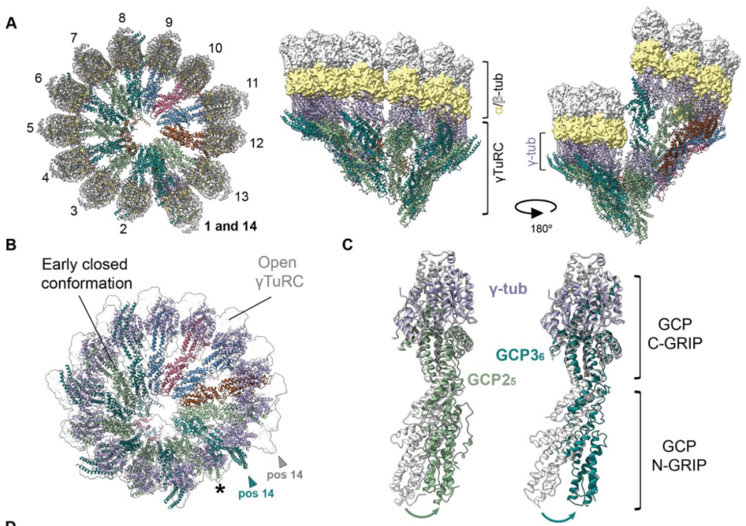 Science重磅：首次捕獲人類(lèi)細(xì)胞“高速公路”構(gòu)建過(guò)程的高分辨率圖像，為微管相關(guān)疾病的治療指明新的方向！