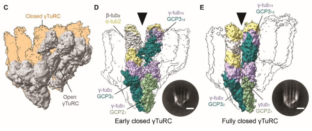 Science重磅：首次捕獲人類(lèi)細(xì)胞“高速公路”構(gòu)建過(guò)程的高分辨率圖像，為微管相關(guān)疾病的治療指明新的方向！