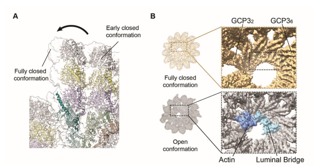 Science重磅：首次捕獲人類(lèi)細(xì)胞“高速公路”構(gòu)建過(guò)程的高分辨率圖像，為微管相關(guān)疾病的治療指明新的方向！