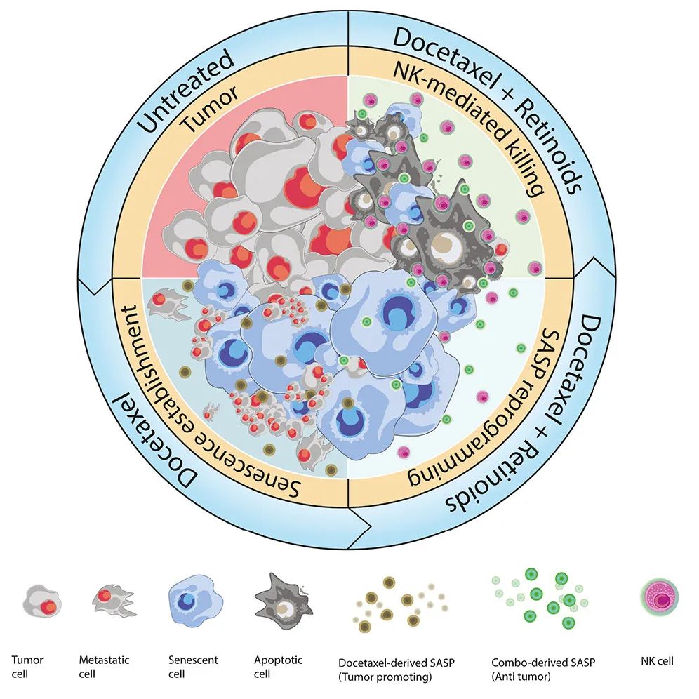 Cancer Cell：激活維A酸受體，可重編程衰老反應(yīng)，增強(qiáng)NK細(xì)胞抗腫瘤活性